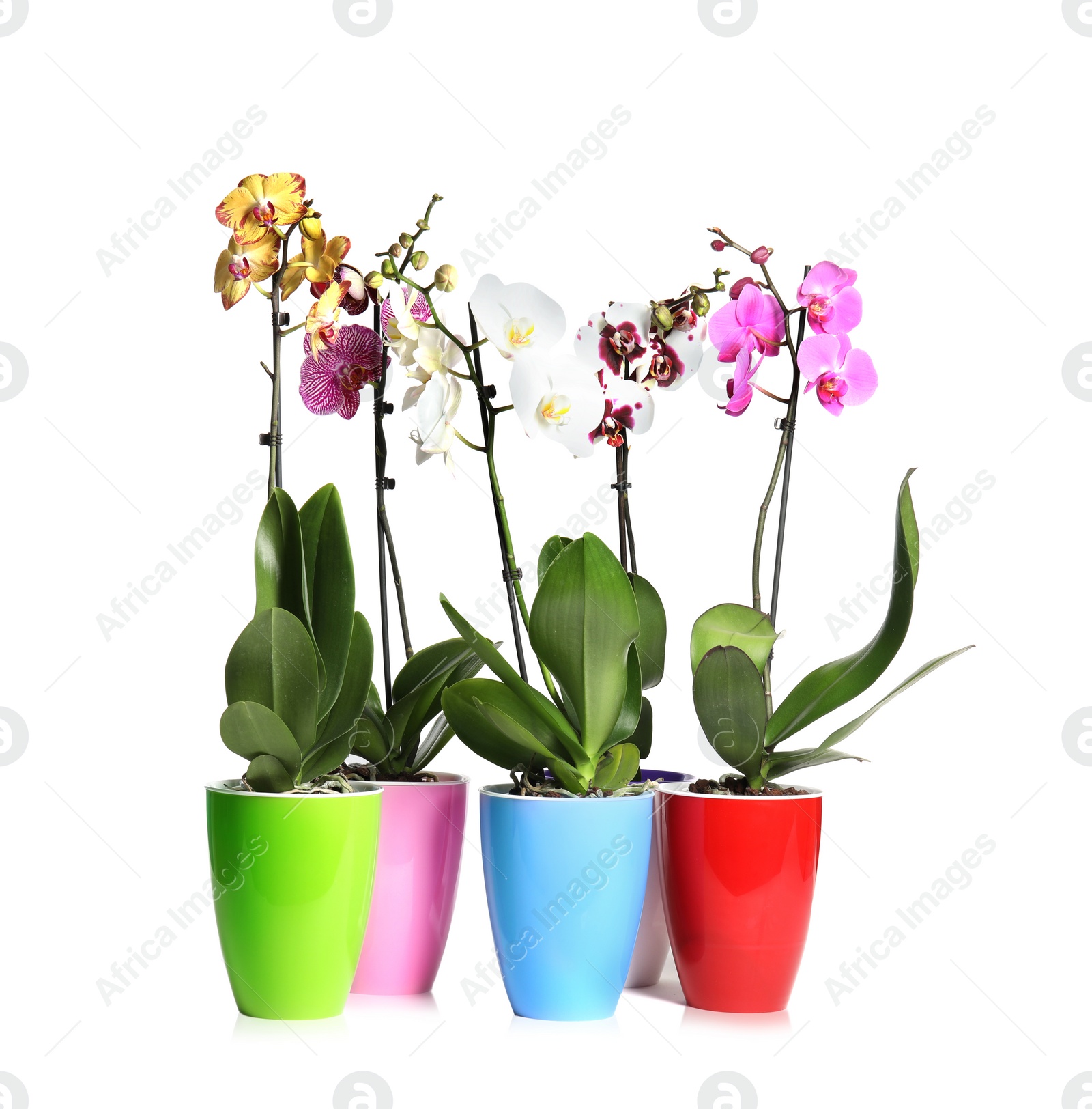 Photo of Beautiful tropical orchid flowers in pots on white background