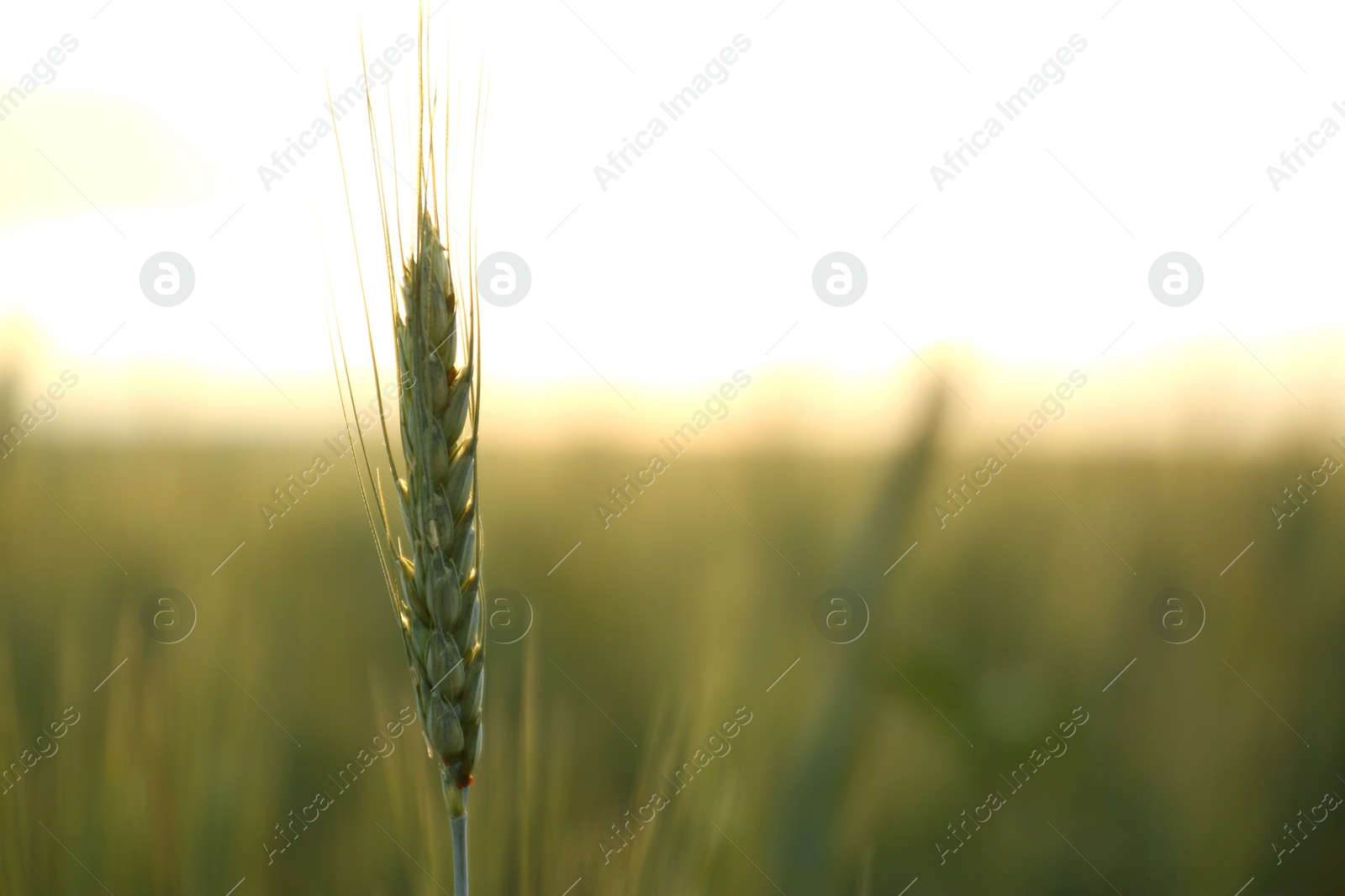 Photo of Wheat field at sunset, closeup with space for text. Amazing nature in summer