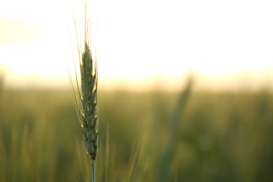 Photo of Wheat field at sunset, closeup with space for text. Amazing nature in summer