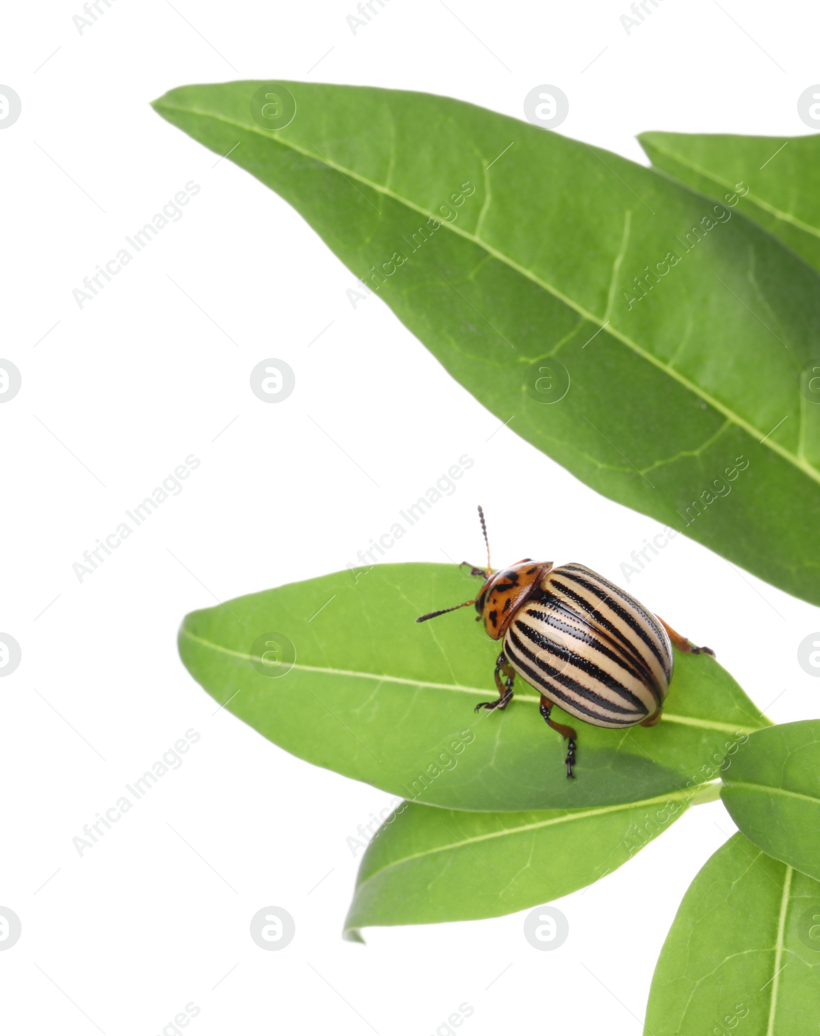 Photo of Colorado potato beetle on green plant against white background