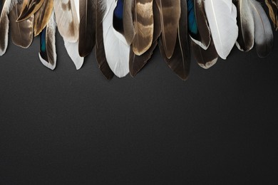 Photo of Many different bird feathers on black background, flat lay. Space for text