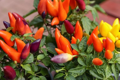 Photo of Capsicum Annuum plants. Potted rainbow multicolor chili peppers outdoors, closeup