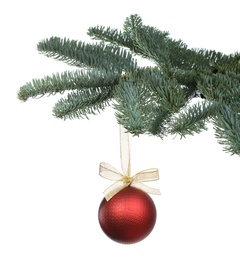 Beautiful Christmas ball hanging on fir tree branch against white background