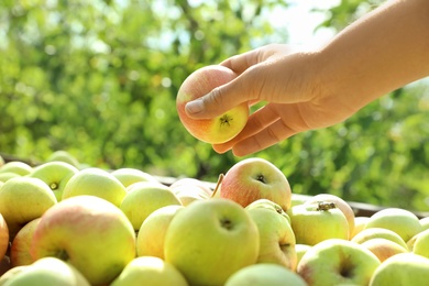 Photo of Woman holding apple above pile in garden, closeup