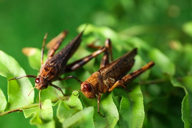 Photo of Brown grasshoppers on tree branch in garden