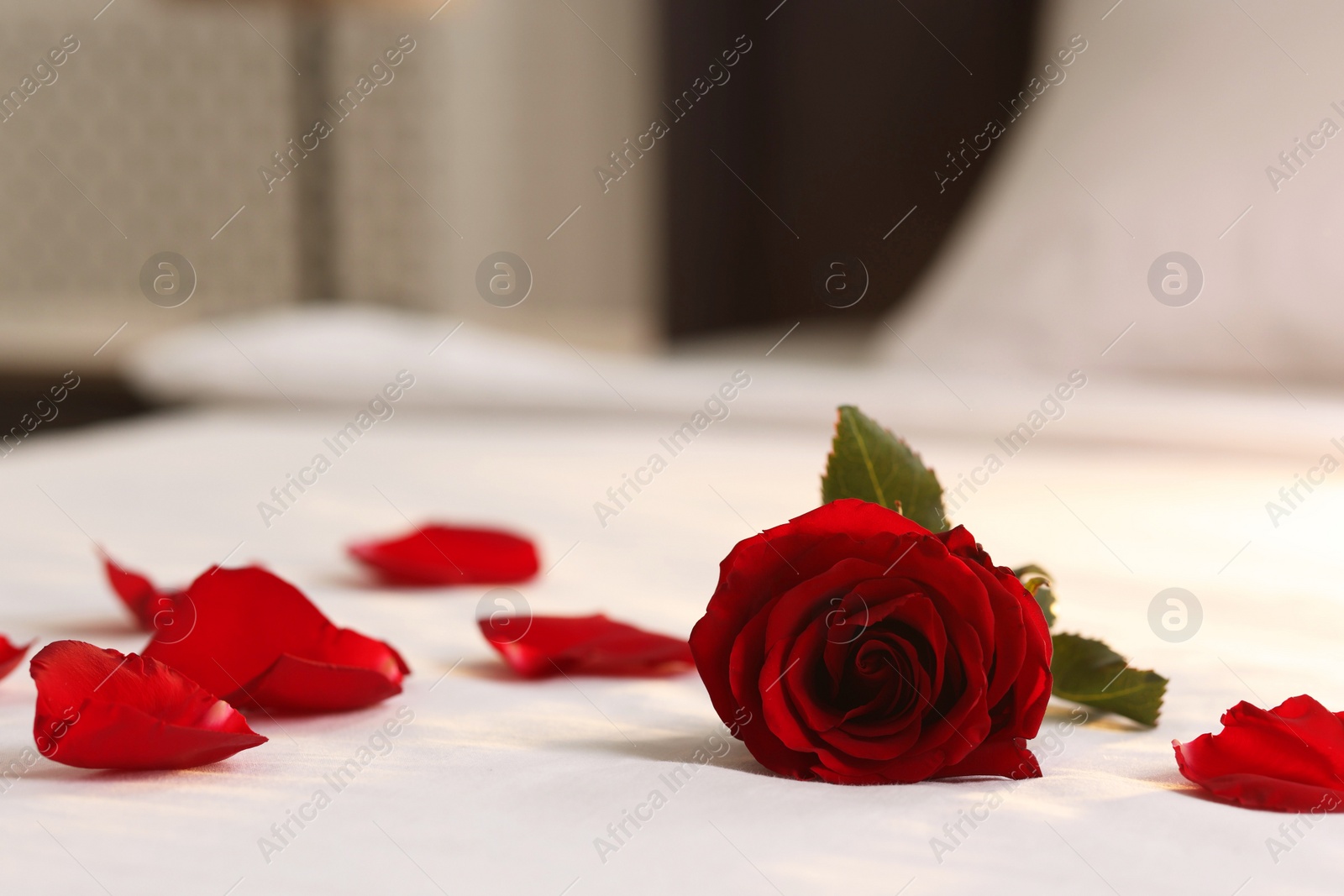 Photo of Honeymoon. Beautiful rose flower and petals on bed in room, closeup