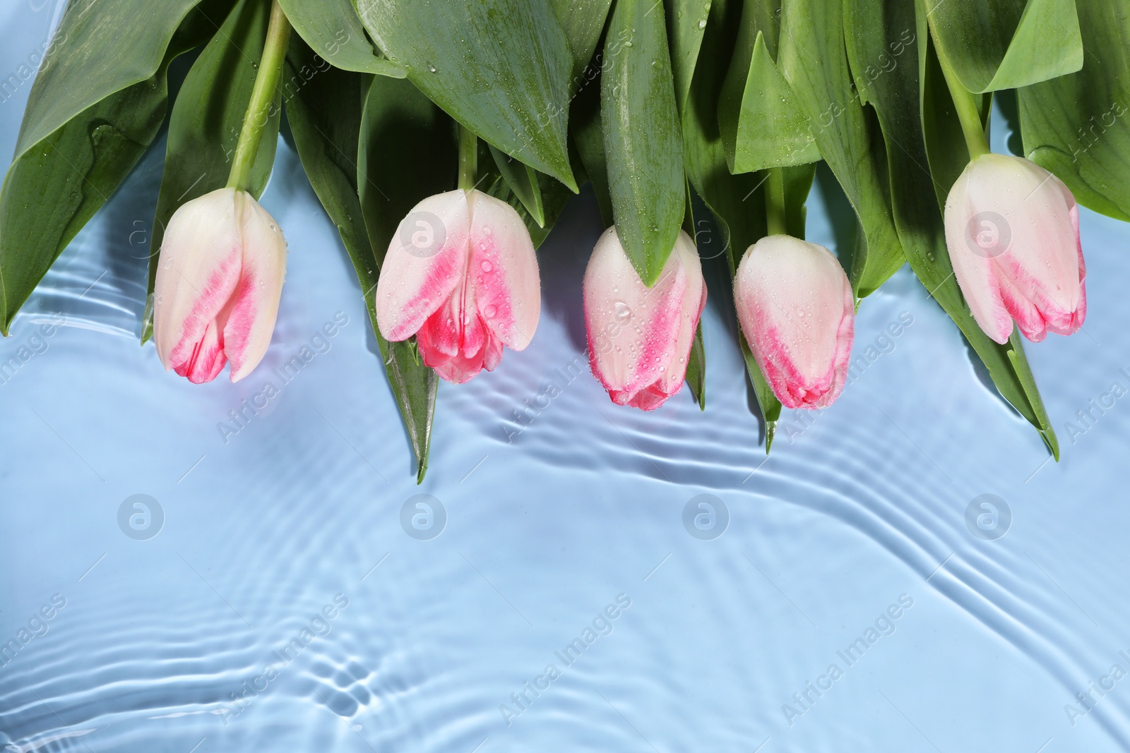 Photo of Beautiful tulips in water on light blue background, top view. Space for text