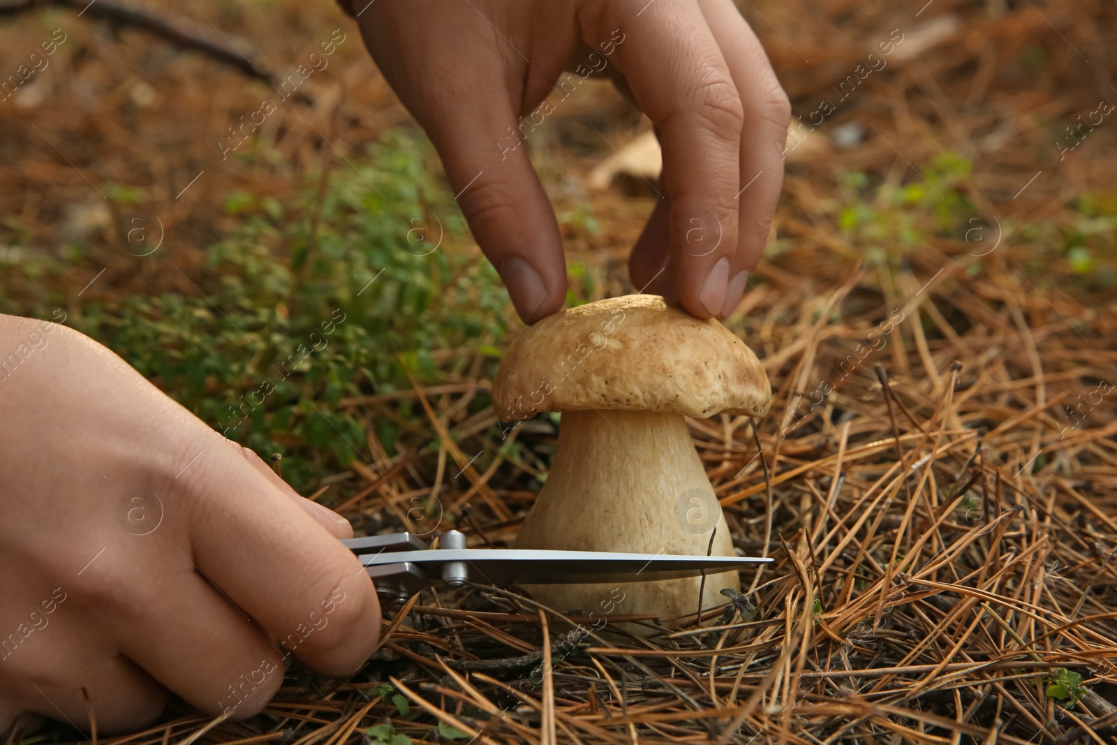 Photo of Man cutting porcini mushroom with knife in forest, closeup