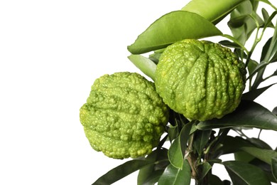 Photo of Closeup view of bergamot tree with fruits on white background