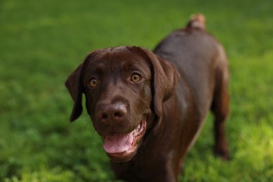 Photo of Adorable Labrador Retriever dog in park, closeup