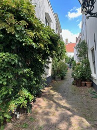 View of city street with many beautiful green plants