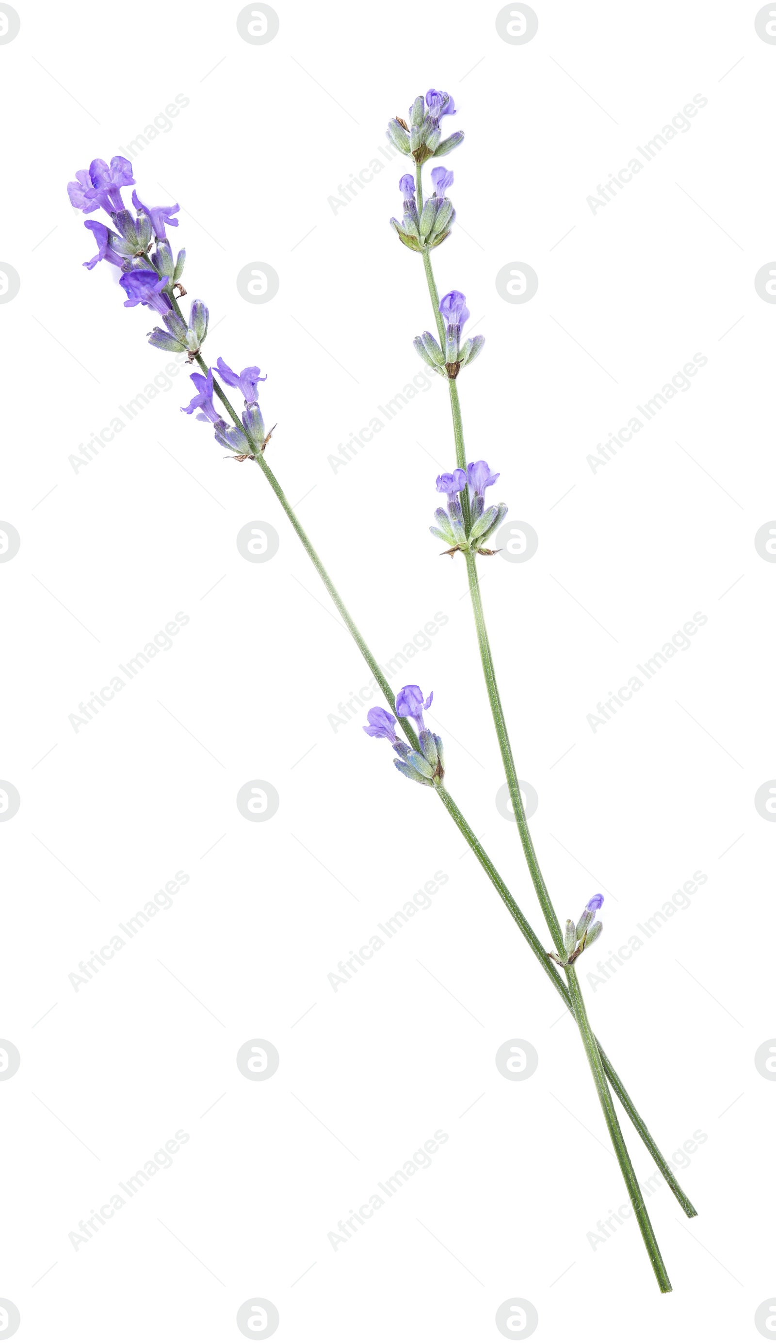 Photo of Beautiful aromatic lavender flowers isolated on white, top view