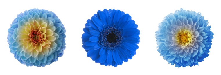 Image of Set with different beautiful blue flowers on white background. Banner design