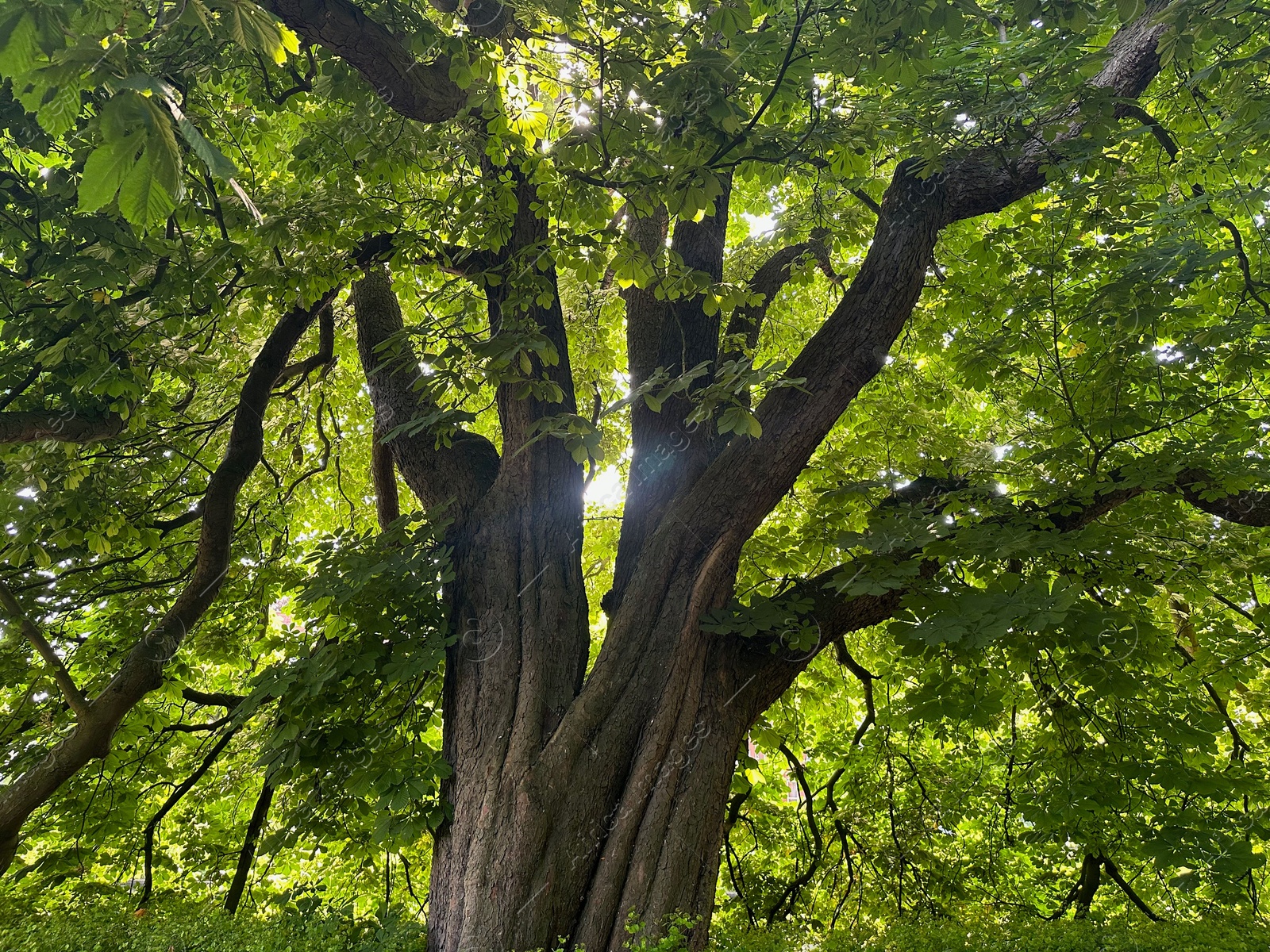 Photo of Beautiful chestnut tree with lush green leaves growing outdoors