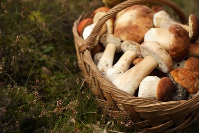 Photo of Basket with porcini mushrooms on green grass outdoors, space for text