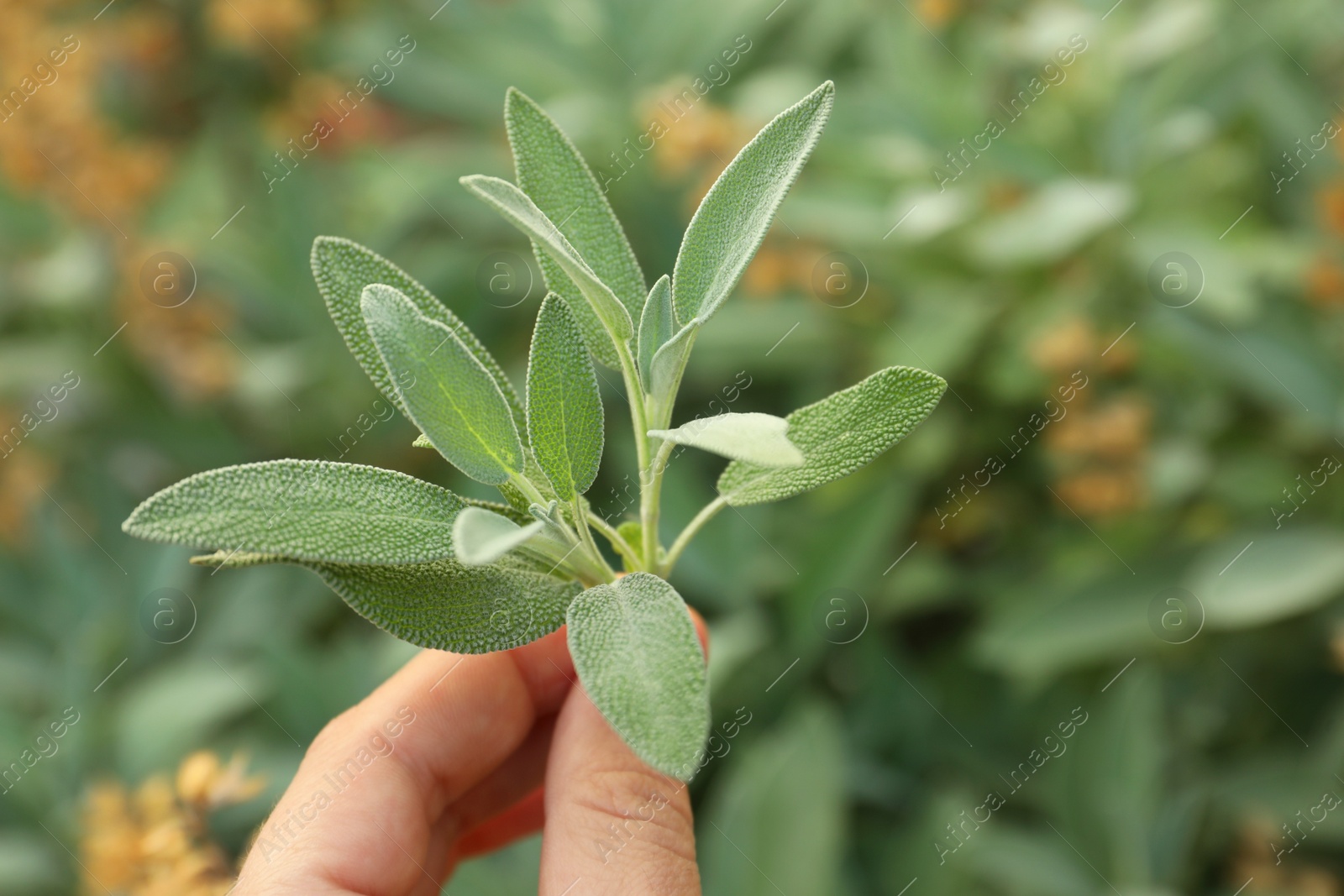 Photo of Woman holding beautiful sage plant outdoors, closeup. Space for text