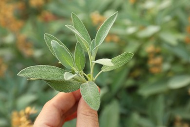 Photo of Woman holding beautiful sage plant outdoors, closeup. Space for text