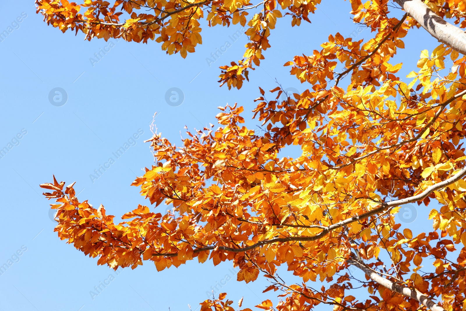 Photo of Tree with beautiful bright leaves under blue sky on sunny autumn day