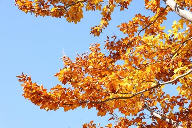 Photo of Tree with beautiful bright leaves under blue sky on sunny autumn day