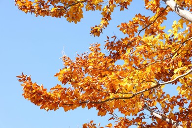 Tree with beautiful bright leaves under blue sky on sunny autumn day