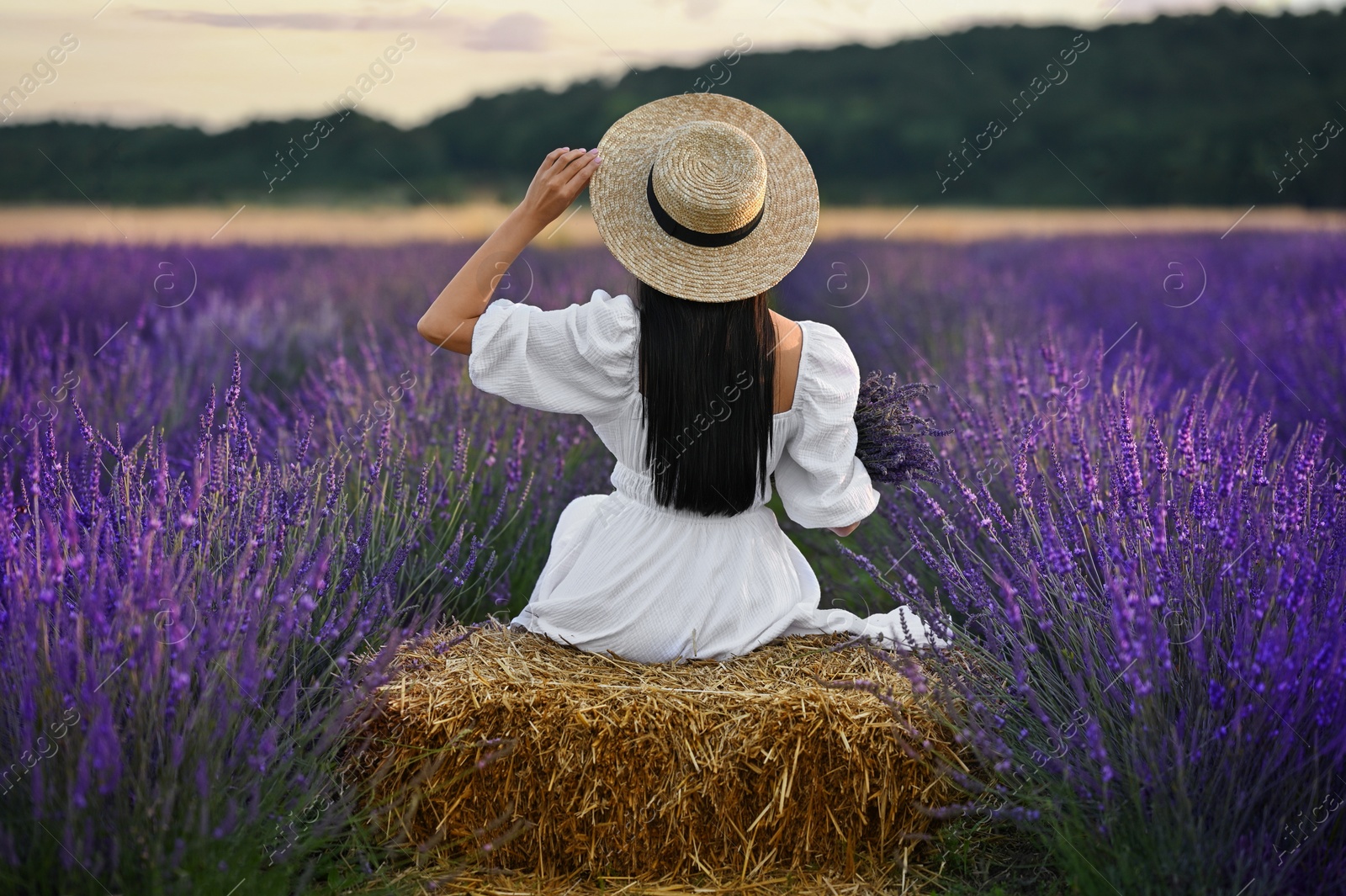 Photo of Woman sitting on hay bale in lavender field, back view