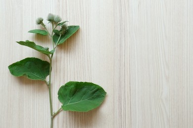 Photo of Fresh green burdock leaves and flowers on wooden table, top view. Space for text