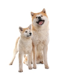 Photo of Adorable Akita Inu dog and puppy isolated on white