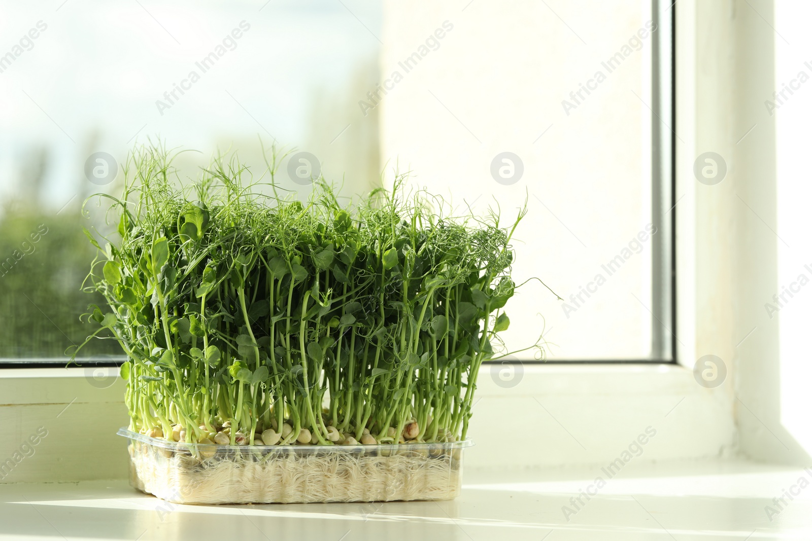 Photo of Fresh pea microgreen growing in plastic container on windowsill indoors, space for text