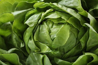 Photo of Fresh green butter lettuce head as background, closeup