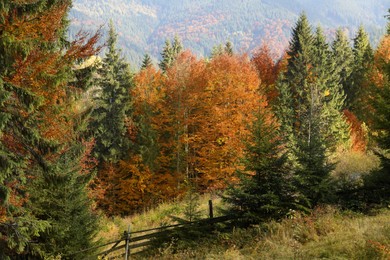 Photo of Old wooden fence near forest on autumn day