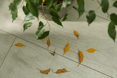 Photo of Fallen yellow leaves on floor near houseplant indoors, above view