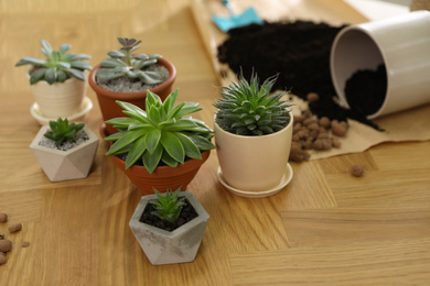 Photo of Beautiful potted plants on wooden table at home. Engaging hobby