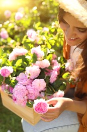 Young woman holding crate with beautiful tea roses in garden, closeup