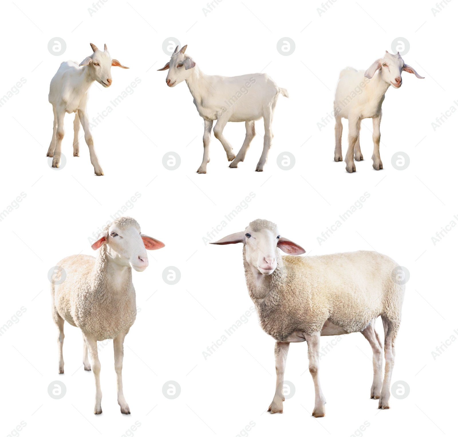 Image of Sheep and goats isolated on white. Farm animals