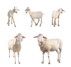 Image of Sheep and goats isolated on white. Farm animals