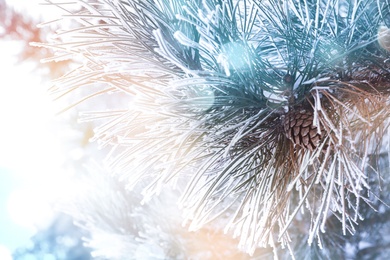 Image of Beautiful conifer tree branch covered with snow, closeup 