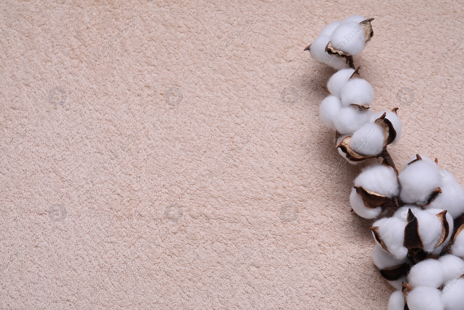 Photo of Cotton branch with fluffy flowers on beige terry towel, top view. Space for text