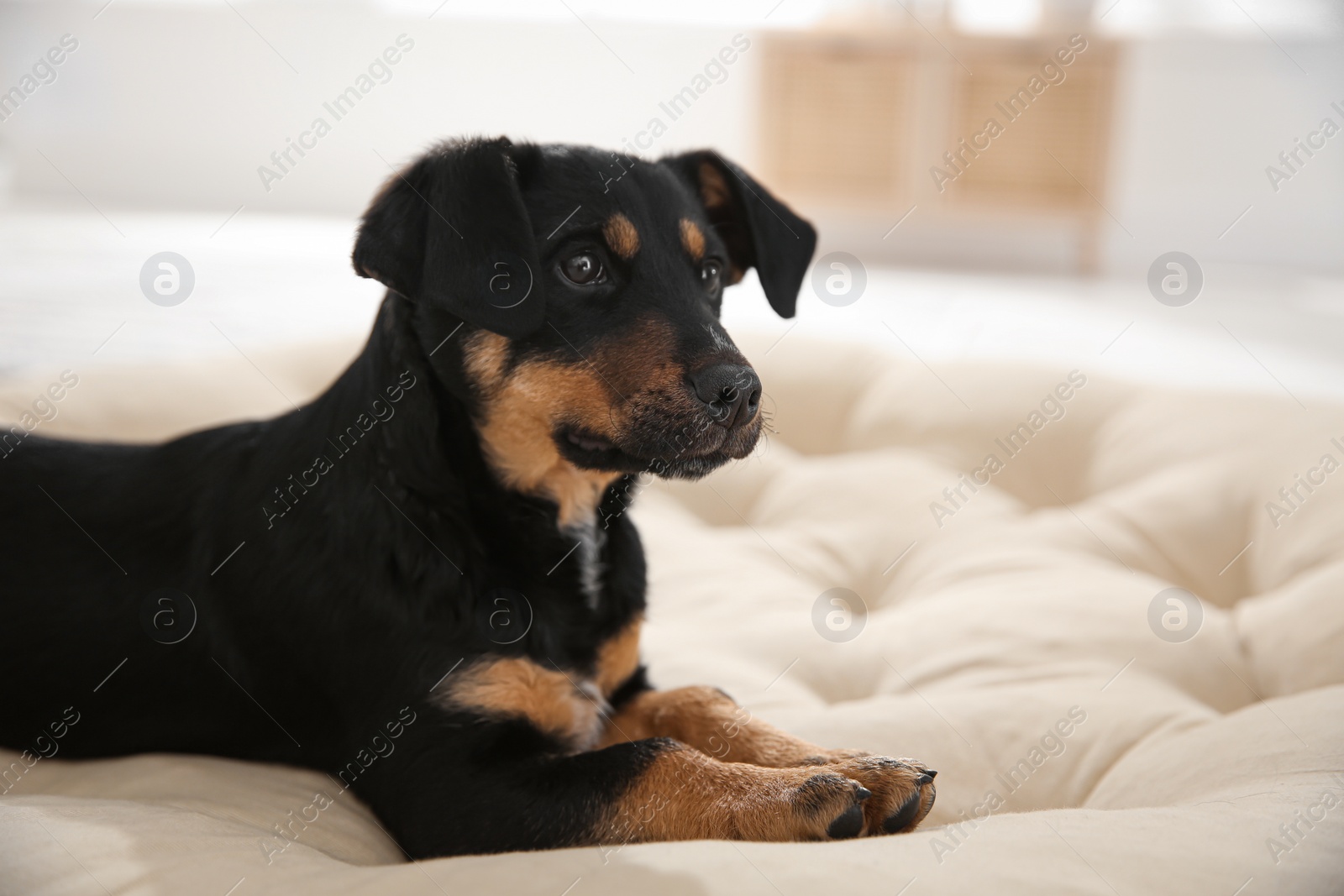 Photo of Cute little puppy lying on soft pillow indoors