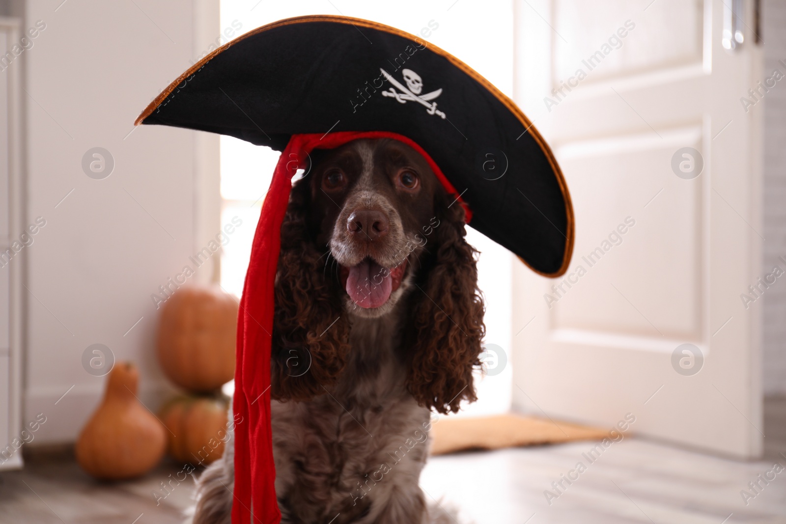 Photo of Adorable English Cocker Spaniel in pirate hat at home. Halloween costume for pet