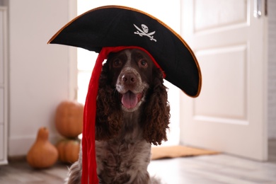 Photo of Adorable English Cocker Spaniel in pirate hat at home. Halloween costume for pet
