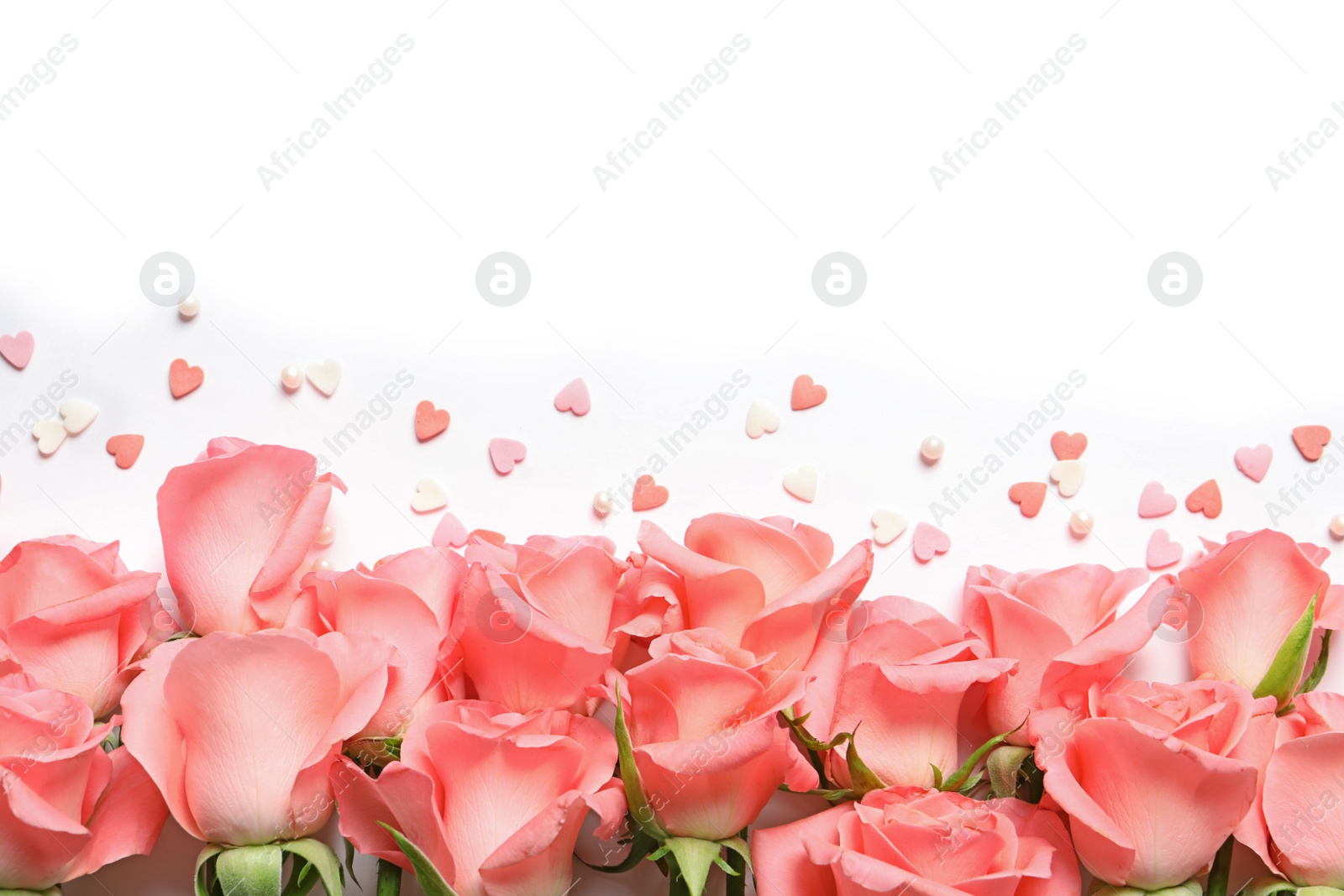 Photo of Beautiful roses and little hearts on white background