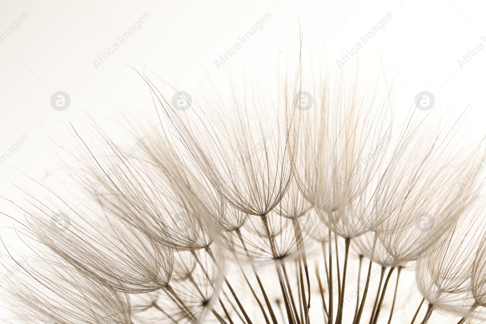 Photo of Beautiful fluffy dandelion flower on white background, closeup