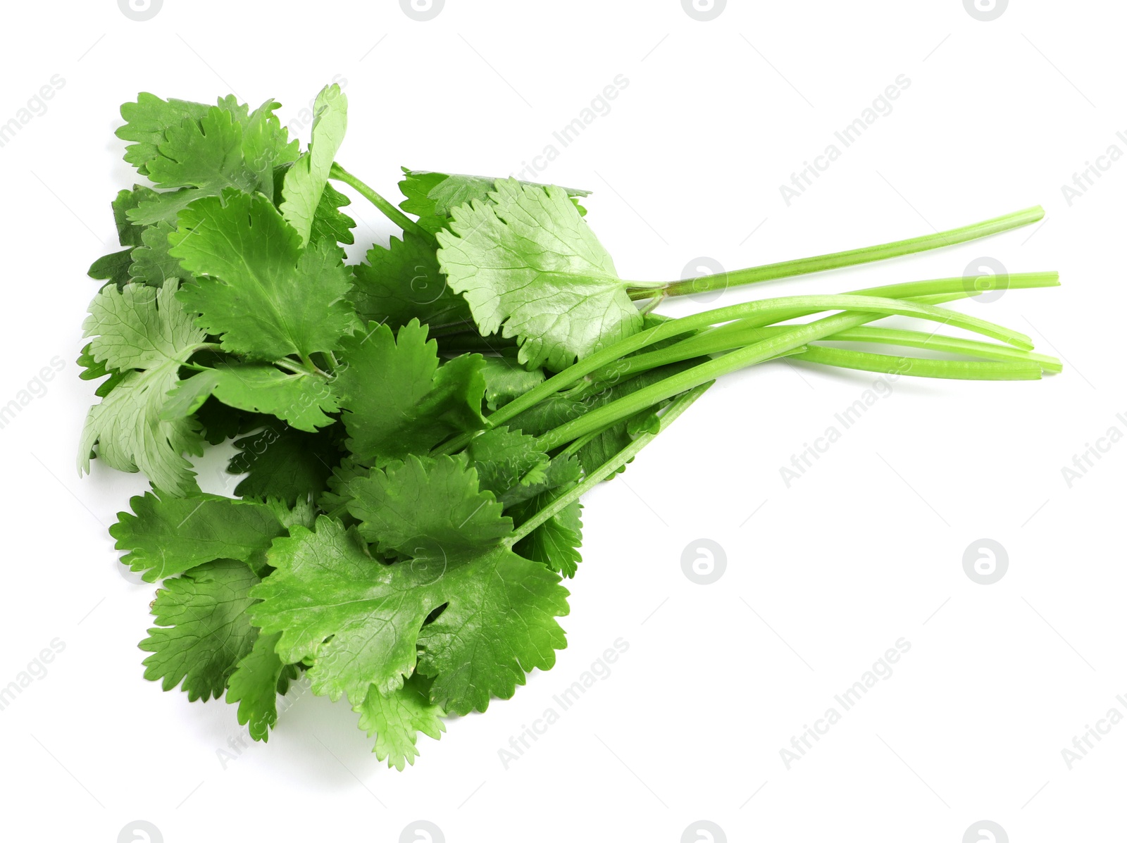 Photo of Bunch of fresh coriander on white background, top view