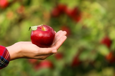 Photo of Young woman holding fresh ripe apple outdoors, closeup