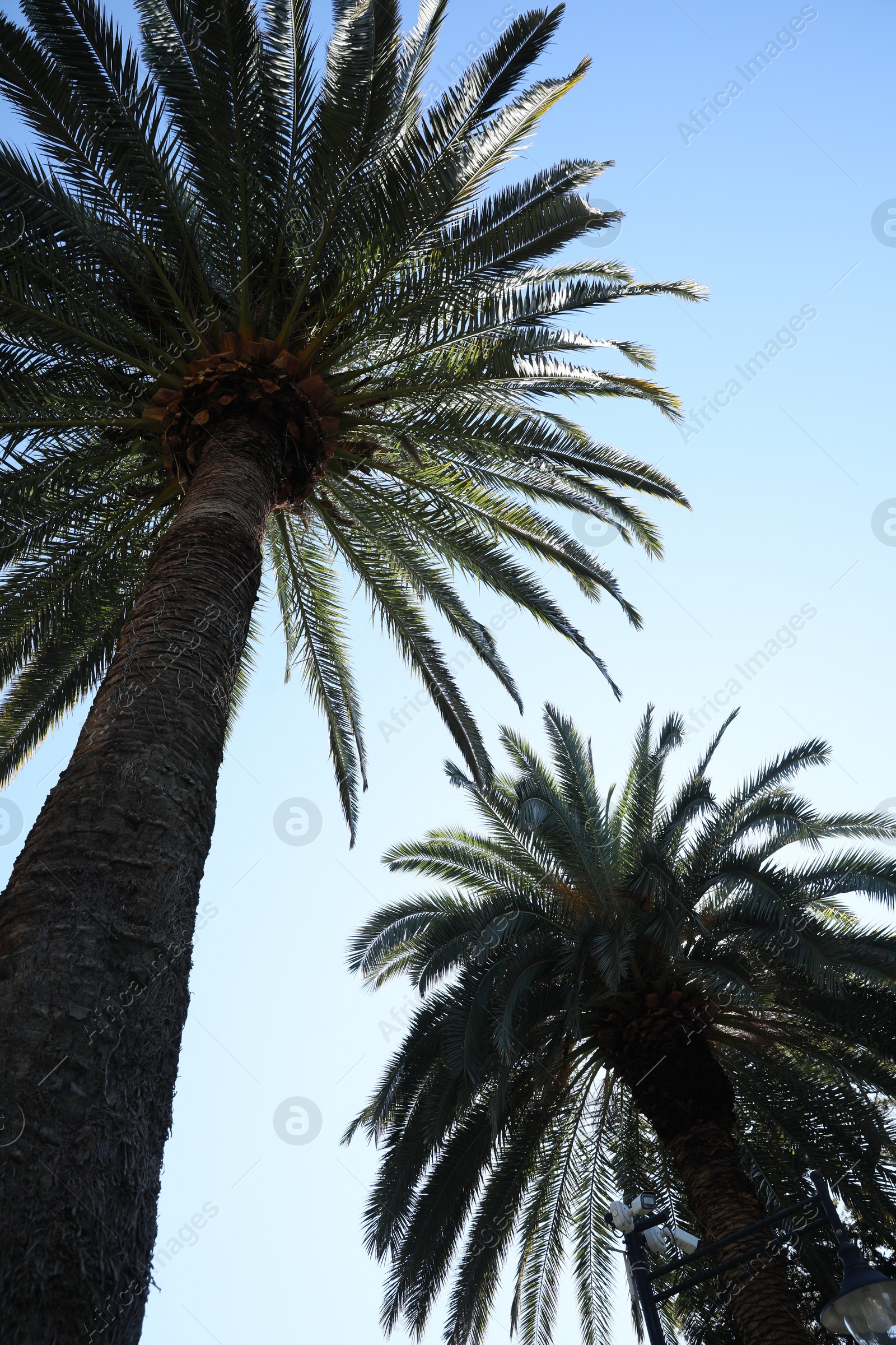 Photo of Beautiful palm trees with green leaves against clear sky, low angle view