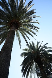 Photo of Beautiful palm trees with green leaves against clear sky, low angle view