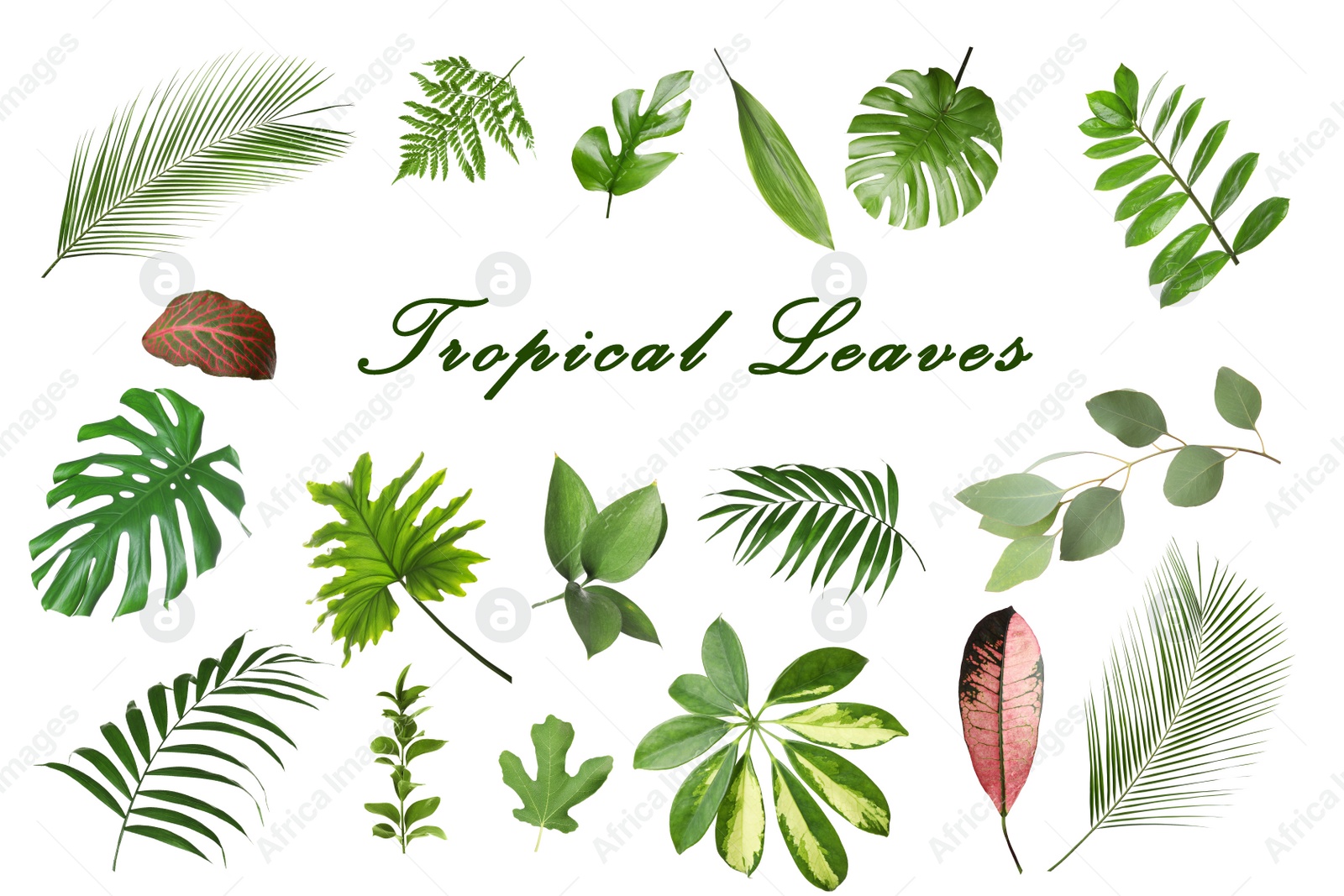 Image of Set of different tropical leaves on white background 