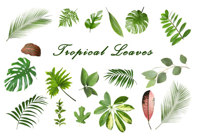 Set of different tropical leaves on white background 