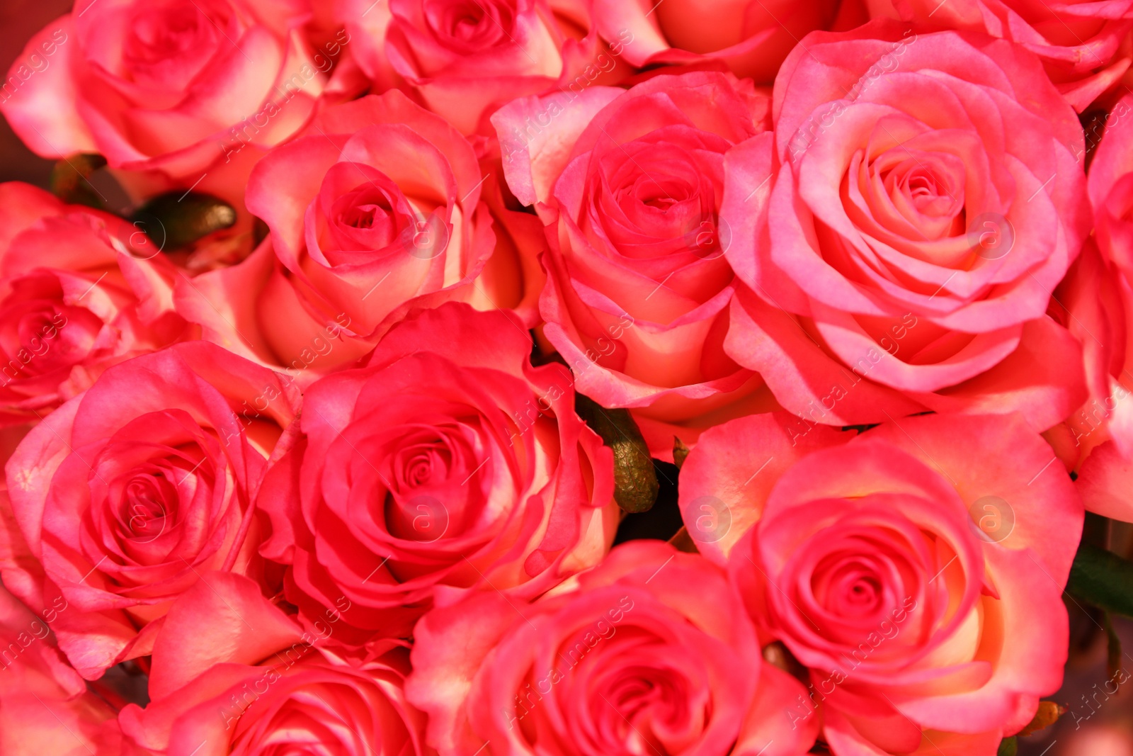 Photo of Beautiful fresh bright roses as background, closeup. Floral decor