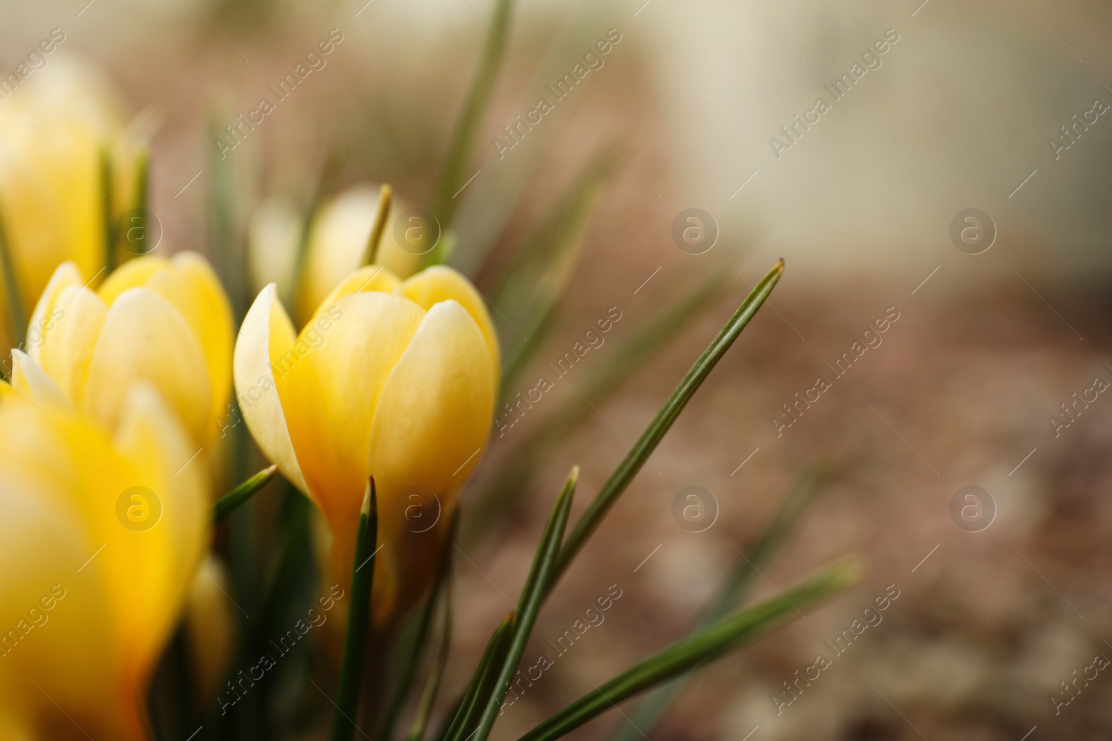 Photo of Beautiful yellow crocus flowers growing in garden, closeup